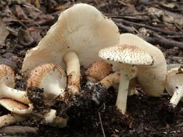 Echinoderma-asperum-2