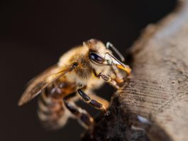 western-honey-bee-7631244_640