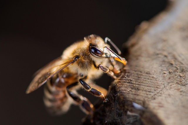 western-honey-bee-7631244_640 western-honey-bee-7631244_640