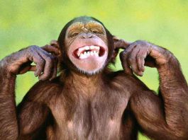 monkey