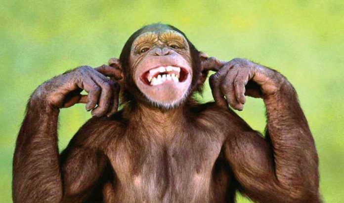 monkey monkey