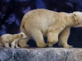 Nur, the first polar bear cub born in Latin America, takes her first steps in Brazil