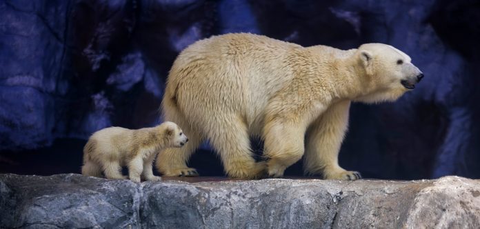 Nur, the first polar bear cub born in Latin America, takes her first steps in Brazil Nur, the first polar bear cub born in Latin America, takes her first steps in Brazil