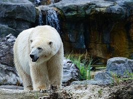 polar-bear-pixabay