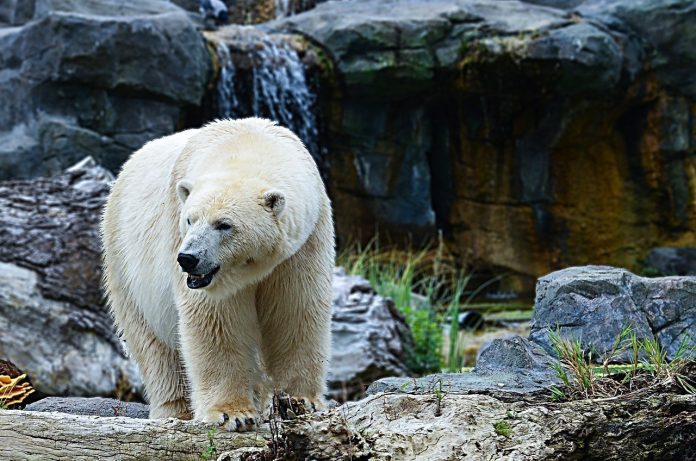 polar-bear-pixabay polar-bear-pixabay